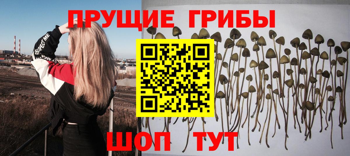 Псилоцибиновые грибы мицелий  Псилоцибиновые грибы прущие грибы  Вход с VPN  Алексин 
